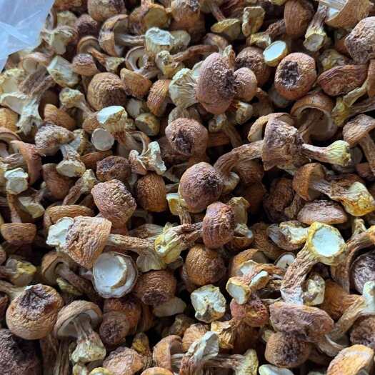 耿马县姬松茸