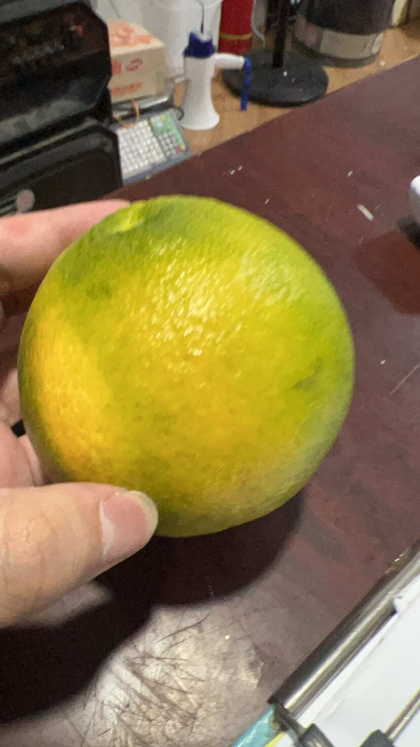 三百亩大棚本地红美人！品质很好，即将上市！