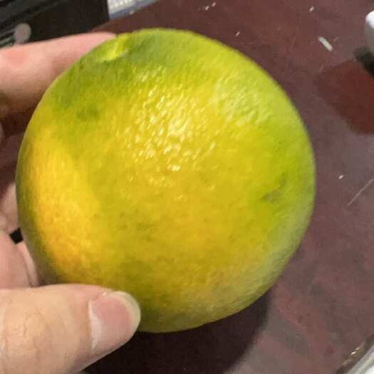 台州三百亩大棚本地红美人！品质很好，即将上市！
