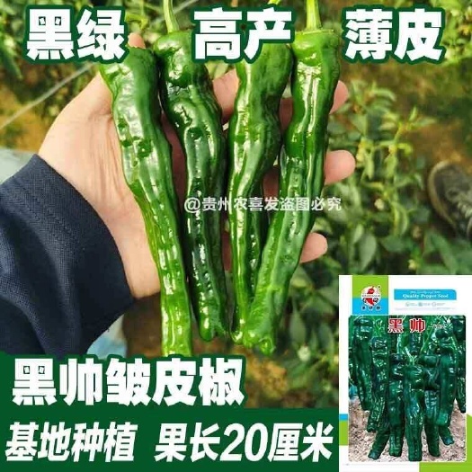 凯里市萧研薄皮皱皮椒种子长果皱皮椒种子更黑更绿辣椒种基地种植皱皮椒