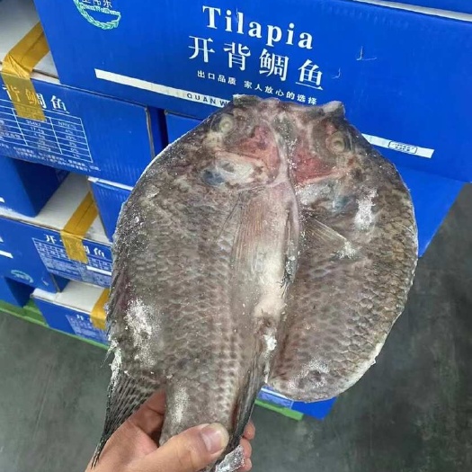 全伟东牌开背鲷鱼
又名：凤凰班、虎纹斑、海南鲷
西安直发