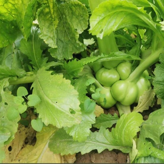 重慶市小葉榨菜