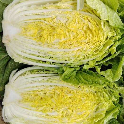 中牟县黄心大白菜