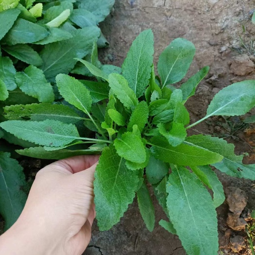 青州市地被鼠尾草 宿根鼠尾草