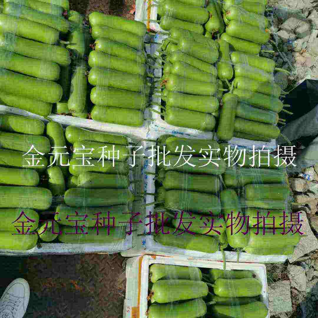 中田金品雄高短瓠瓠瓜种子，100粒