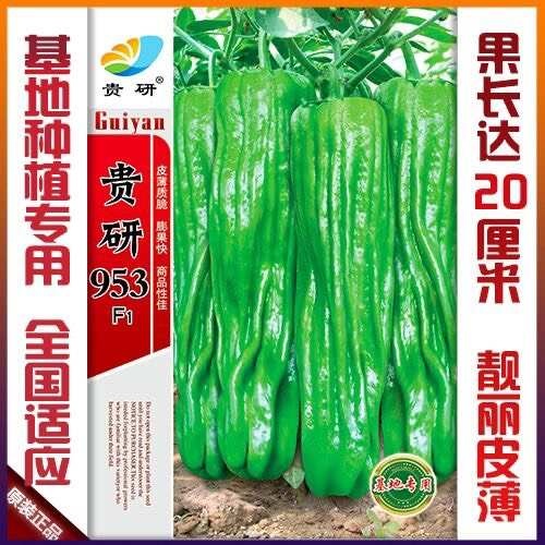 凯里市基地种植薄皮芜湖椒种子 皱皮椒薄皮椒辣椒种 黄绿色薄皮大果椒