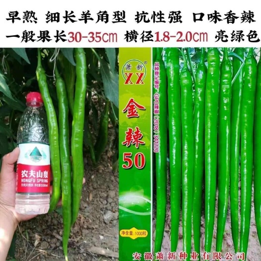 沭阳县金辣50辣椒种子特长线椒种子早熟高产抗病羊角型线椒种籽线椒种