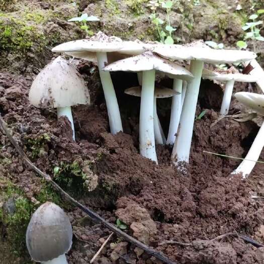 关岭县鸡枞菌