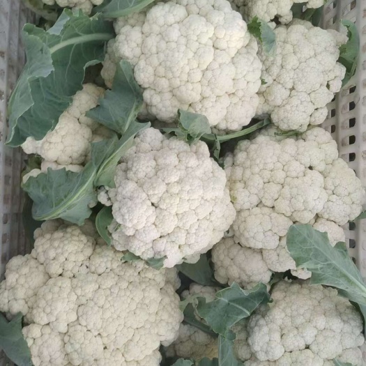 聊城山东聊城新鲜白花菜花 东昌府区直发蔬菜甘蓝类精品