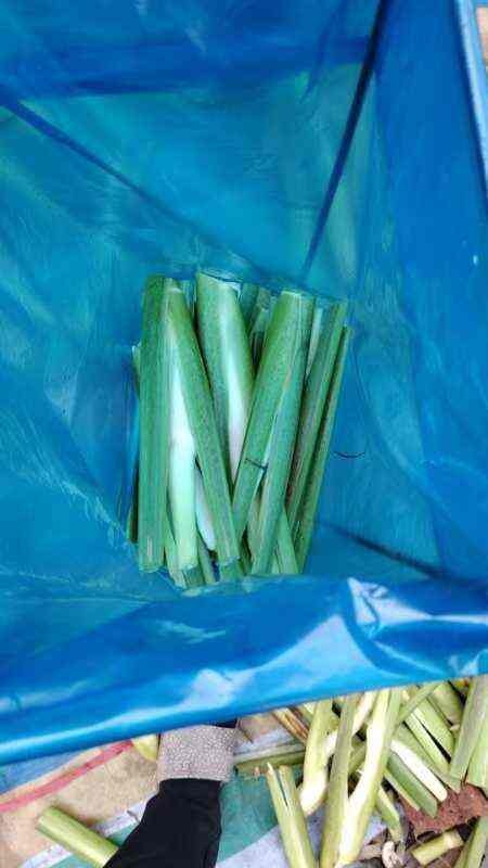 东北优质茭白