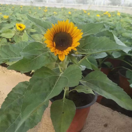 青州市矮生向日葵 多品种绿化向日葵 时令草花水生植物基地