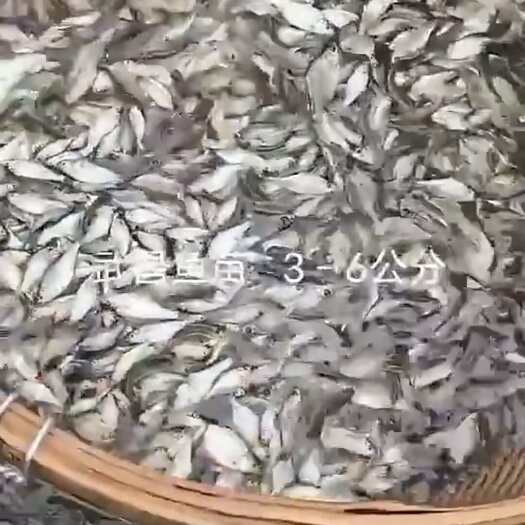 重庆市武昌鱼苗