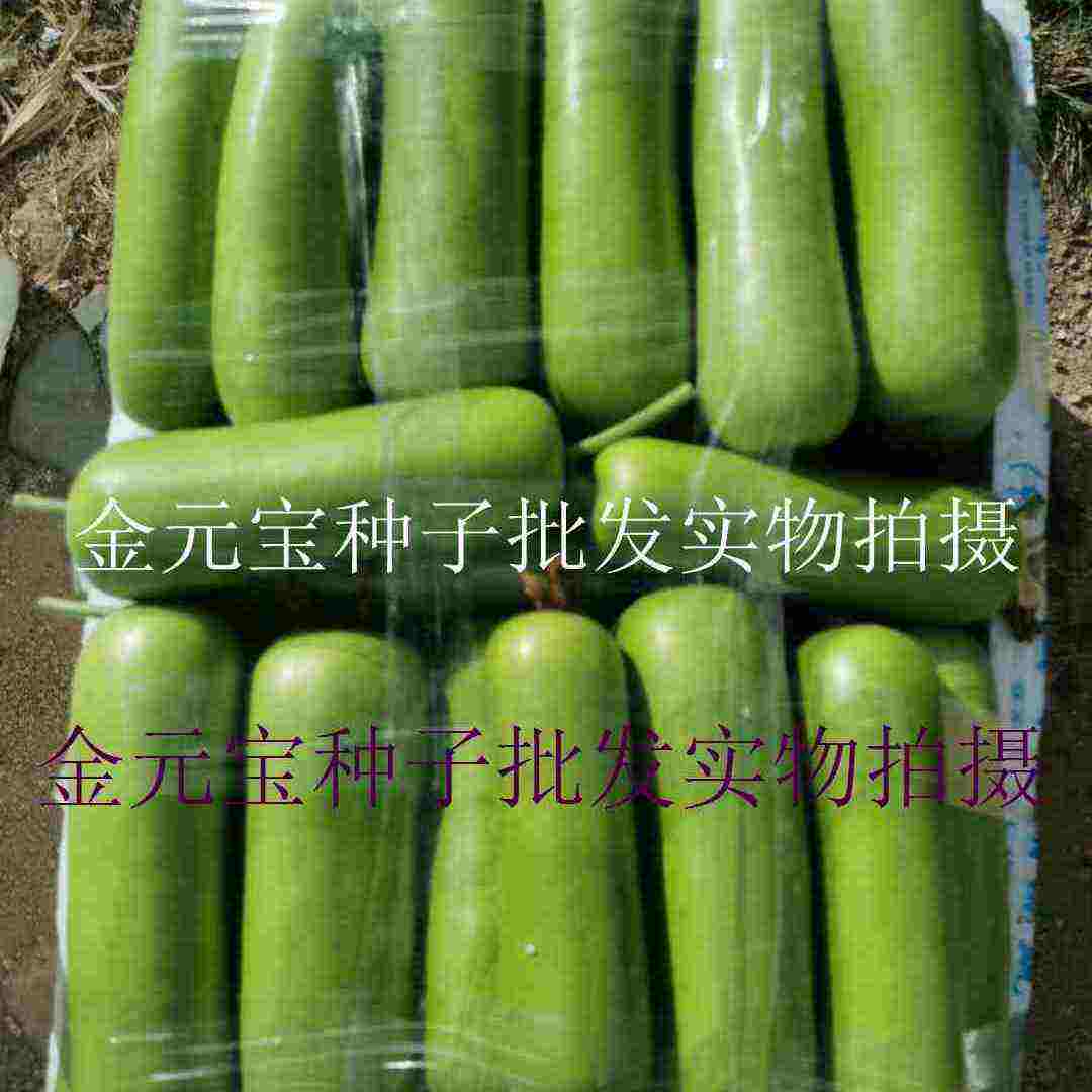 中田金品雄高短瓠瓠瓜种子，100粒