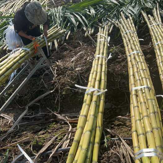 孟连县云南黄金甘蔗种植户