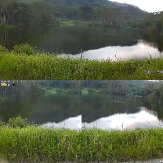佛山鱼塘，大鱼塘，35亩，两口。一年租金1万元。佛山市高明区