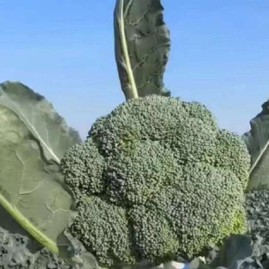 丰顺县西兰花苗叶菜苗