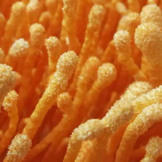 阳春市蛹虫草（北冬虫夏草）产地直供：价格超值