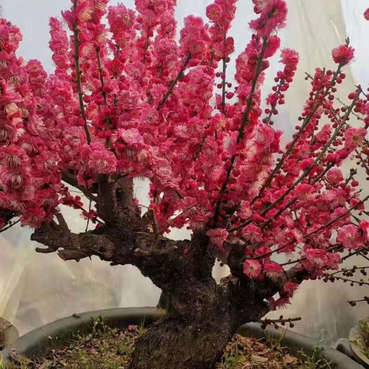 自产自销红梅，绿梅，榆叶梅，腊梅及各种梅花规格齐全，送货上门