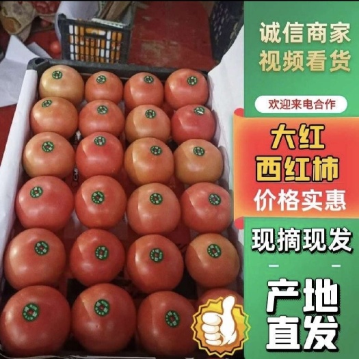 东海县（实力供货)精品西红柿 硬粉西红柿 万亩种植基地 品质保证