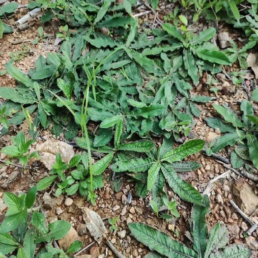 阳西县新鲜现挖地胆头，