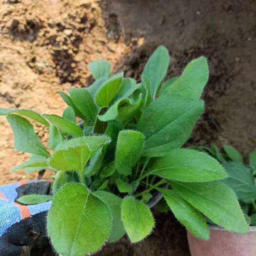 青州市金光菊 多年生草本植物 宿根地被基地