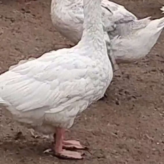 成都白鹅