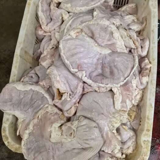 江油市鲜猪肚，冰鲜猪肚