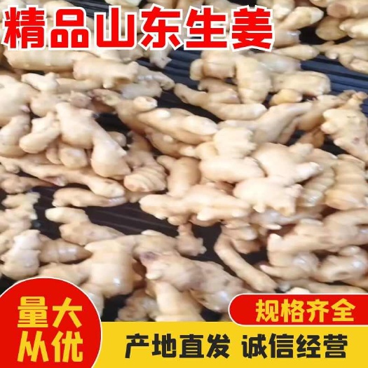 济南山东莱芜水洗面姜新鲜蔬菜生姜农家自产