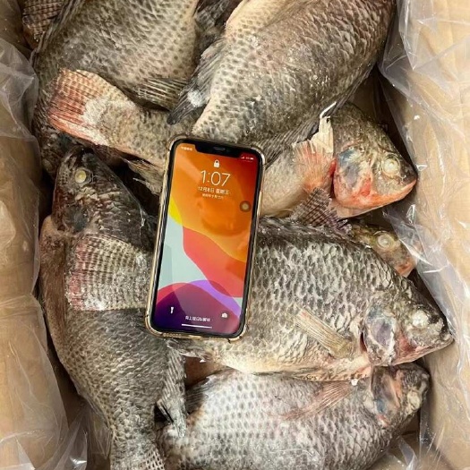 西安20斤开肚鲷鱼又名：三去开肚凤凰斑