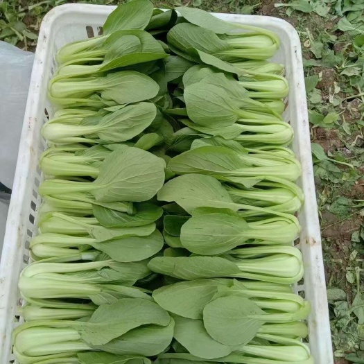 上海青，油菜