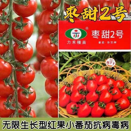 沭阳县力禾枣甜2号小番茄种子无限生长型红果抗病毒小番茄种籽圣女果