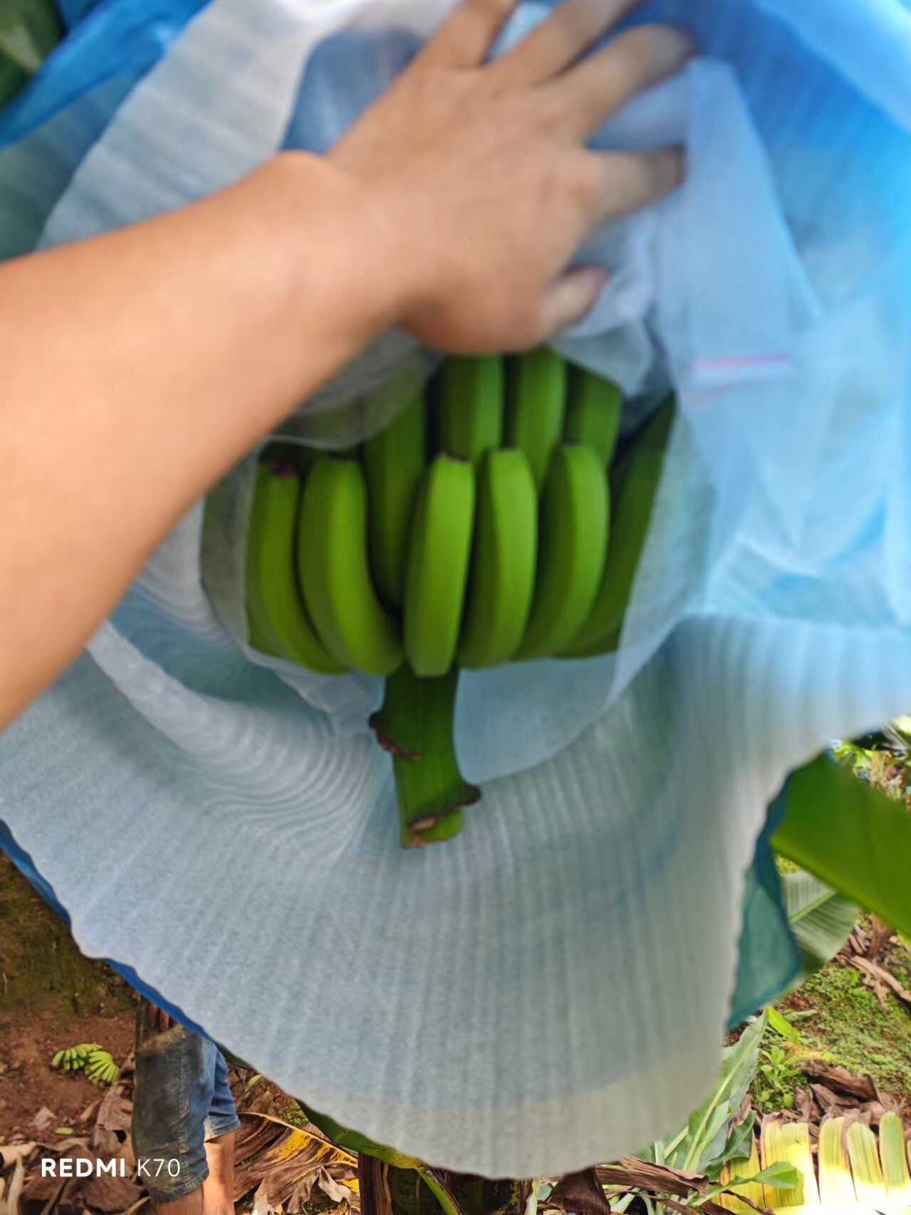 精品云南香蕉，原产地现货直发，持续供应，口感香甜软糯，质量好