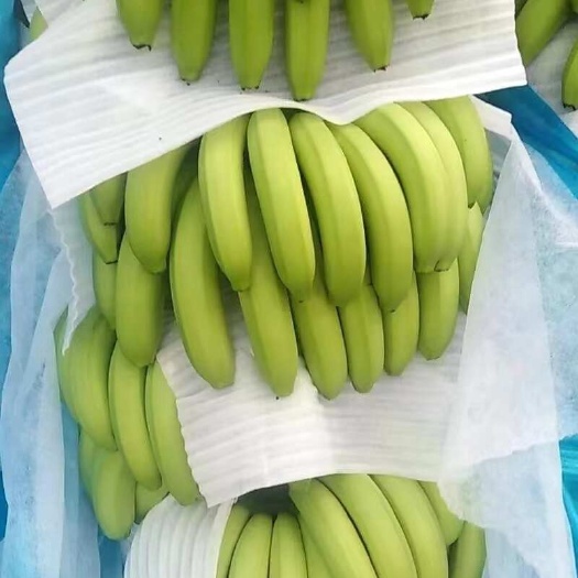 精品云南香蕉，原产地现货直发，持续供应，口感香甜软糯，质量好