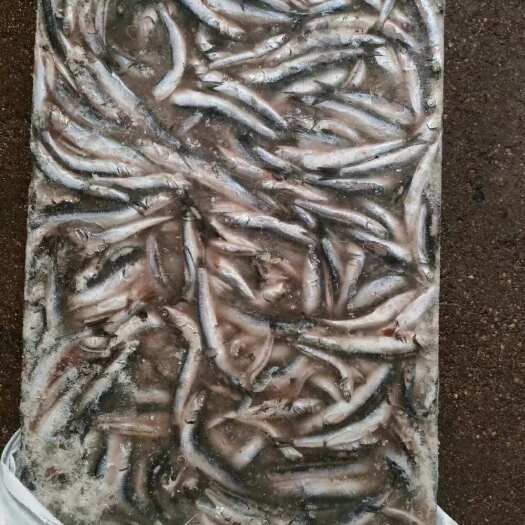 龙口市冷水媞鱼一锅