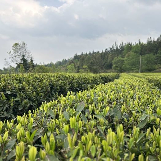 石阡县龙井43扁茶