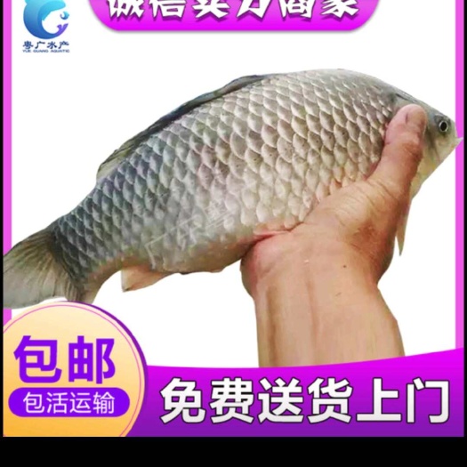 重庆市销售各种成品鱼