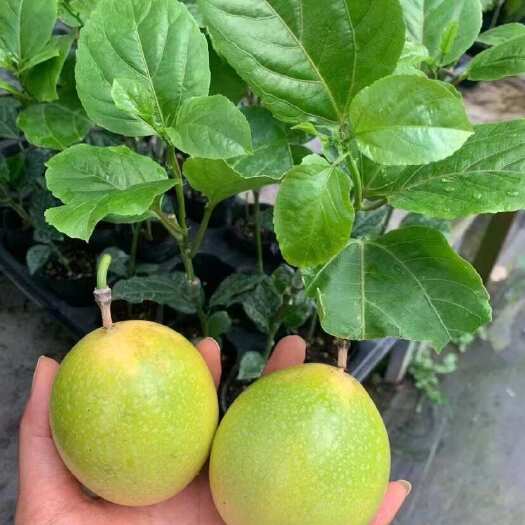 灵山县百香果苗