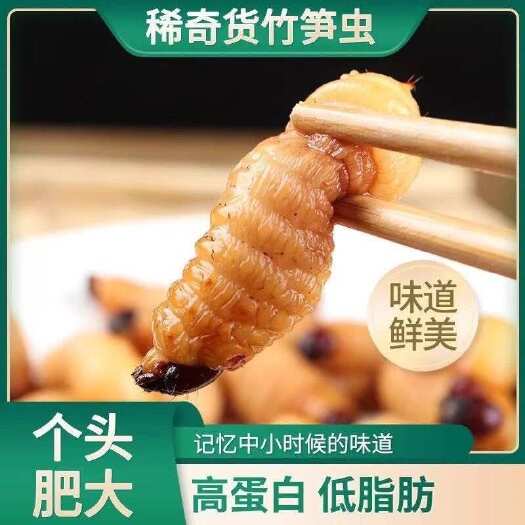 竹虫，天然竹虫，竹虫批发，竹虫种苗