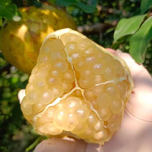 蚌埠怀远白花玉石籽石榴 精品石榴 现摘现发