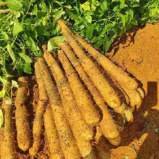 富川县山药，白鬼和黑鬼山药