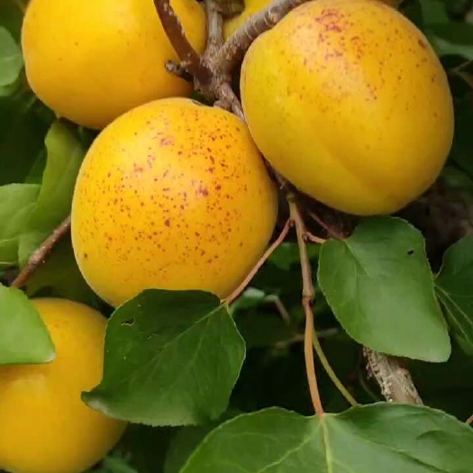 沂水县荷兰香密杏，自家苗圃育苗，量大从优包邮发货，规格齐全