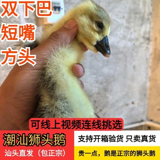 潮汕狮头鹅鹅，产地汕头澄海直发，可视频连线挑选拒绝中间商参假