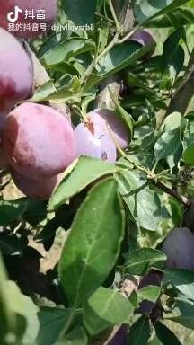 西梅苗皇后西梅当年结果地区包邮，精品嫁接苗品种对版根系发达