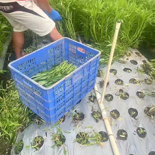 惠东县靓货空心菜