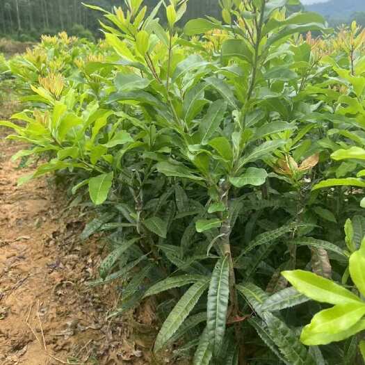 灵山县东魁杨梅树苗