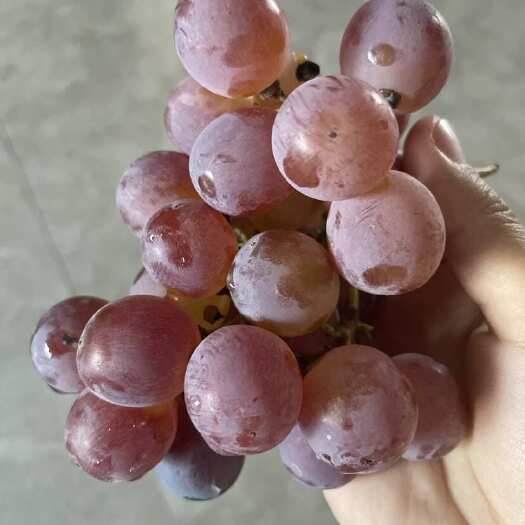 涿鹿县龙眼葡萄