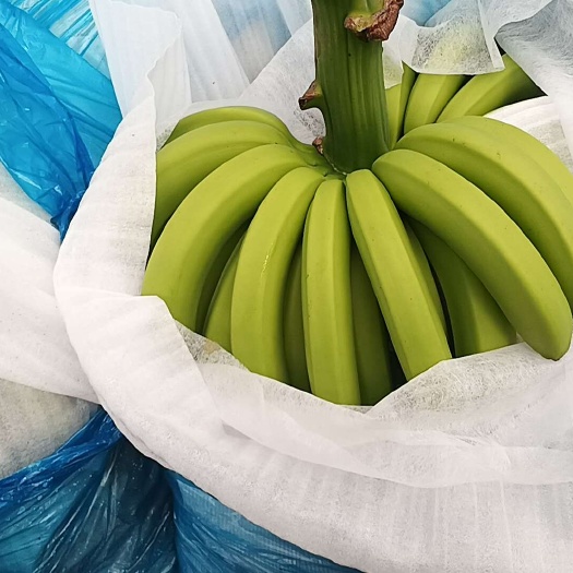 精品巴西蕉、电商蕉，货源充足，原产地直发