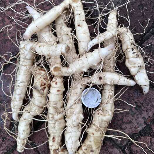 辽阳县5年黄精 自家一手货源 现挖现卖