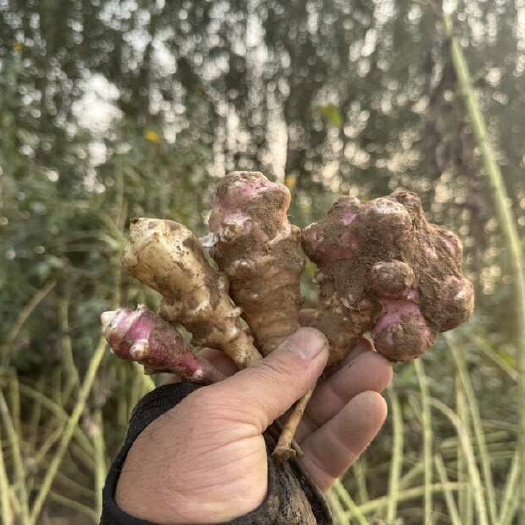 郓城县洋姜 鲜洋姜 鬼子姜 红洋姜 白洋姜 紫洋姜 胰岛果产地直供
