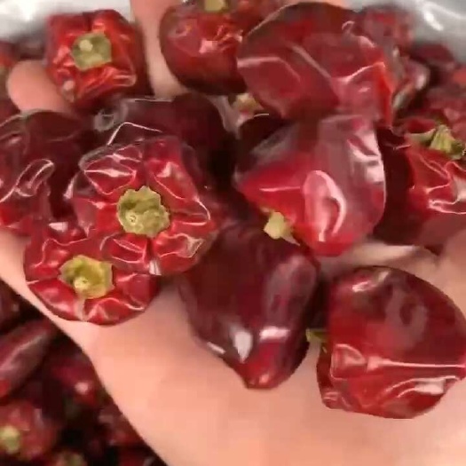 重庆市精品灯笼椒
